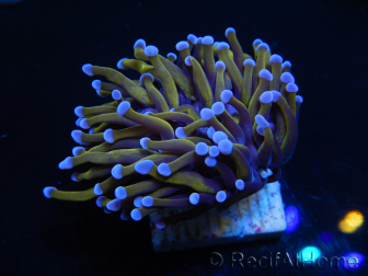 WYSIWYG Euphyllia glabrescens (Maricoltura acclimatata sotto LED) 8M6