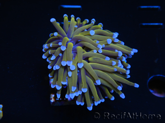 WYSIWYG Euphyllia glabrescens (Maricoltura acclimatata sotto LED) 8M7