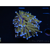 WYSIWYG Euphyllia glabrescens (Mariculture acclimaté sous LED) 8M7