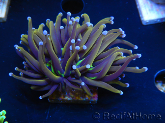 WYSIWYG Euphyllia glabrescens (Maricultura acclimatata sotto LED) 8N1