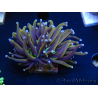 WYSIWYG Euphyllia glabrescens (Mariculture acclimaté sous LED) 8N1