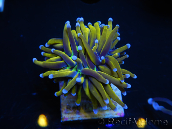 WYSIWYG Euphyllia glabrescens (Maricoltura acclimatata sotto LED) 8N2