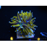 WYSIWYG Euphyllia glabrescens (Maricoltura acclimatata sotto LED) 8N2