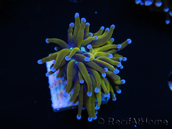 WYSIWYG Euphyllia glabrescens (Maricoltura acclimatata sotto LED) 8N3