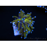 WYSIWYG Euphyllia glabrescens (Mariculture acclimaté sous LED) 8N3