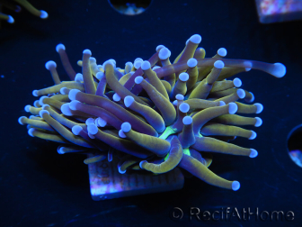 WYSIWYG Euphyllia glabrescens (Mariculture acclimaté sous LED) 8N4