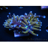 WYSIWYG Euphyllia glabrescens (Mariculture acclimaté sous LED) 8N4