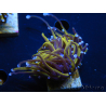 WYSIWYG Euphyllia glabrescens (Maricultura aclimatada bajo LED) 8N5