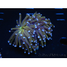 WYSIWYG Euphyllia glabrescens (Mariculture acclimaté sous LED) 8N6