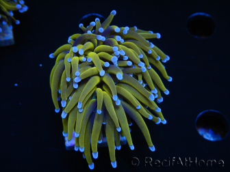 WYSIWYG Euphyllia glabrescens (Maricoltura acclimatata sotto LED) 8N7