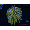 WYSIWYG Euphyllia glabrescens (Maricoltura acclimatata sotto LED) 8N7