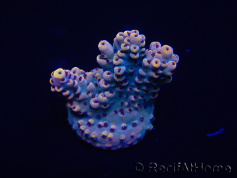 WYSIWYG Acropora 15A3 Maricoltura acclimatata a LED