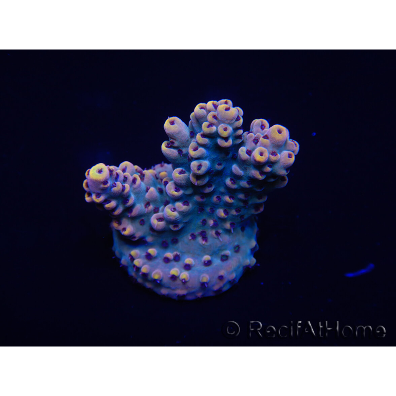 WYSIWYG Acropora 15A3 Maricultura aclimatada LED