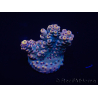 WYSIWYG Acropora 15A3 Maricultura aclimatada LED