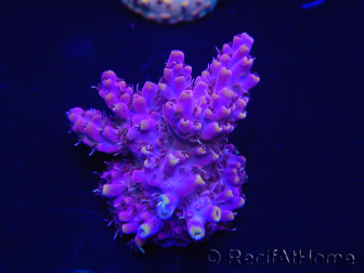 WYSIWYG Acropora 15C4 Maricultuur geacclimatiseerd LED