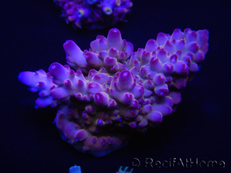 WYSIWYG Acropora rosaria 15C5 Mariculture acclimaté led