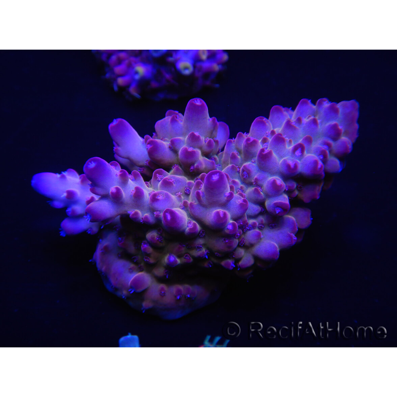 WYSIWYG Acropora rosaria 15C5 Mariculture acclimaté led