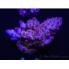 WYSIWYG Acropora rosaria 15C5 Mariculture acclimaté led