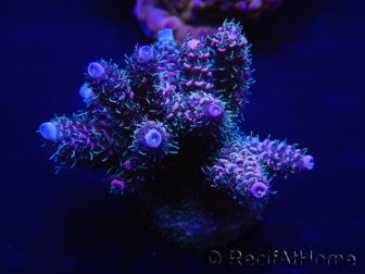 WYSIWYG Acropora millepora 15D1 Maricultuur geacclimatiseerd LED