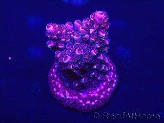 WYSIWYG Acropora robusta 15D2 Maricoltura acclimatata a LED