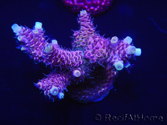 WYSIWYG Acropora millepora 15D4 Maricultura aclimatada LED