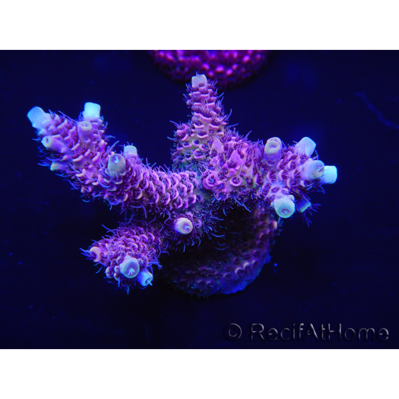 WYSIWYG Acropora millepora 15D4 Maricultuur geacclimatiseerd LED