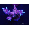 WYSIWYG Acropora millepora 15D4 Maricultura aclimatada LED