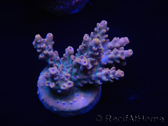 WYSIWYG Acropora 15D5 Mariculture acclimated LED