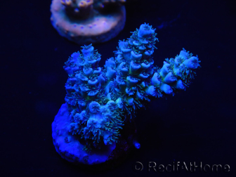 WYSIWYG Acropora tenuis 15D6 Mariculture acclimaté led