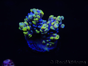 WYSIWYG Acropora 15E3 Mariculture acclimaté led