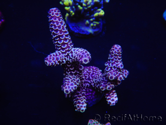 WYSIWYG Acropora spathulata 15E9 Australia acclimated LED