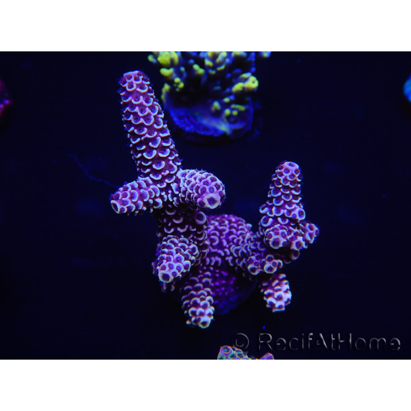 WYSIWYG Acropora spathulata 15E9 Australië geacclimatiseerd LED