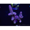 WYSIWYG Acropora spathulata 15E9 Australië geacclimatiseerd LED