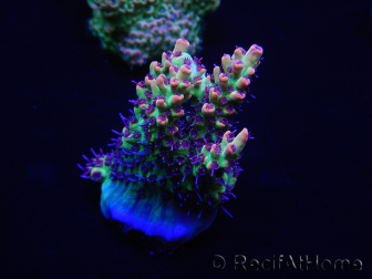 WYSIWYG Acropora microclados 15F5 Australia acclimatata a LED