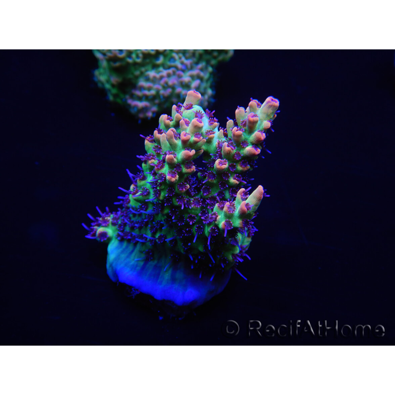 WYSIWYG Acropora microclados 15F5 Australia acclimatata a LED