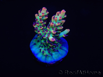 WYSIWYG Acropora microclados 15F6 Australia acclimatata a LED