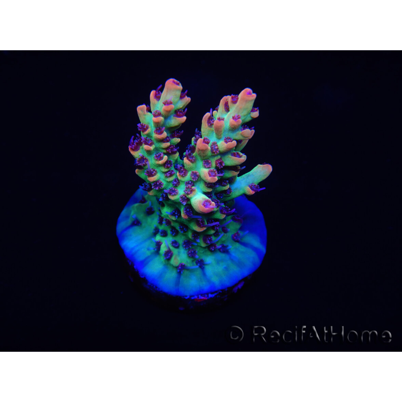 WYSIWYG Acropora microclados 15F6 Australia acclimatata a LED