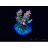 WYSIWYG Acropora microclados 15F6 Australia acclimatata a LED