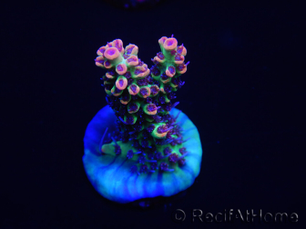 WYSIWYG Acropora microclados 15F7 Australia acclimatata a LED