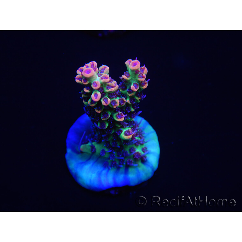 WYSIWYG Acropora microclados 15F7 Australia aclimatada LED