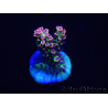 WYSIWYG Acropora microclados 15F7 Australië geacclimatiseerd LED