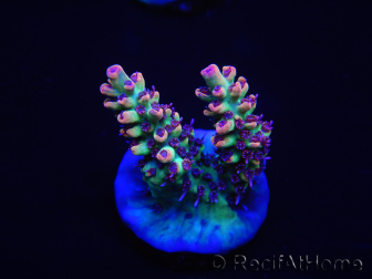 WYSIWYG Acropora microclados 15G1 Australië geacclimatiseerd LED