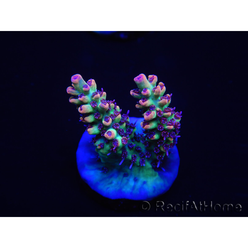 WYSIWYG Acropora microclados 15G1 Australië geacclimatiseerd LED