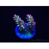 WYSIWYG Acropora microclados 15G1 Australië geacclimatiseerd LED