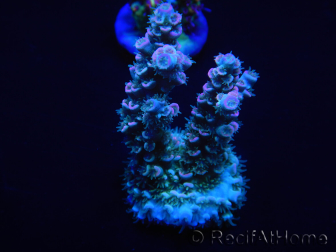 WYSIWYG Acropora rosaria 15G8 Mariculture acclimaté led