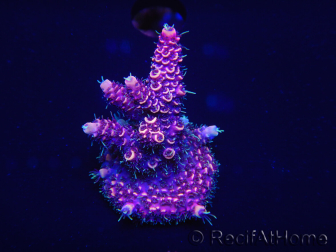 WYSIWYG Acropora millepora 15H2 Mariculture acclimated LED