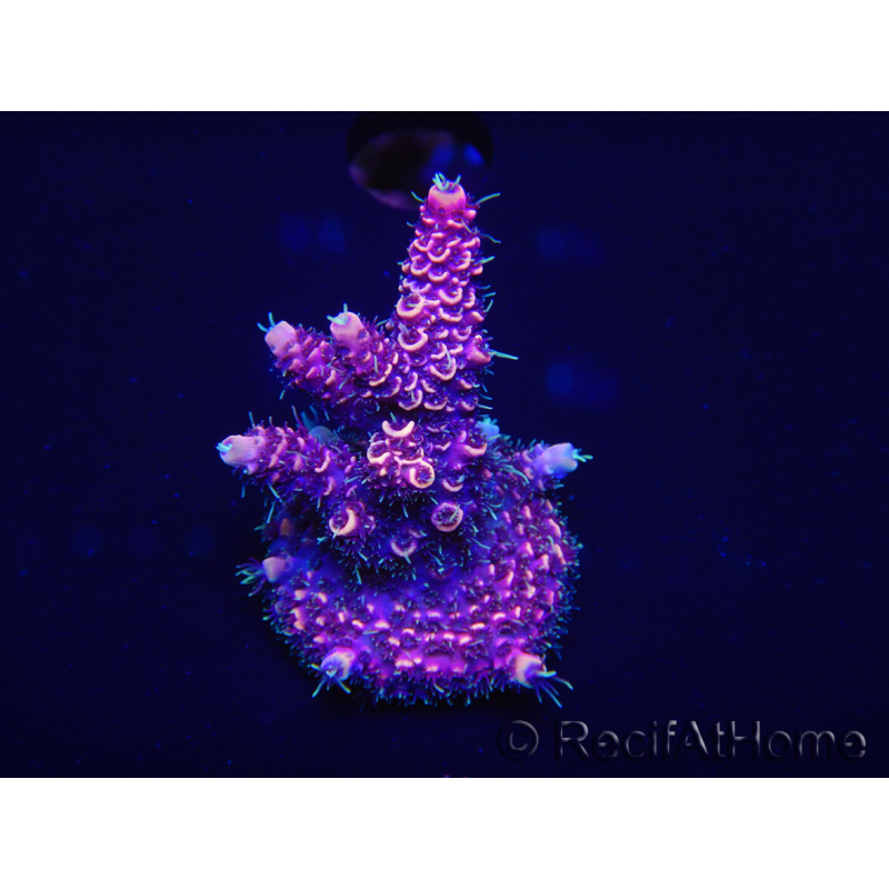 WYSIWYG Acropora millepora 15H2 Maricultura aclimatada LED