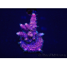 WYSIWYG Acropora millepora 15H2 Marikultur akklimatisiert LED