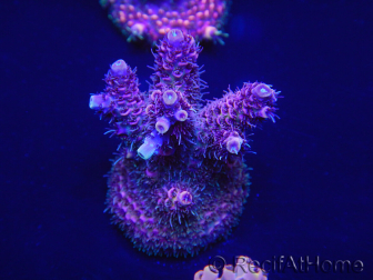 WYSIWYG Acropora millepora 15H3 Mariculture acclimaté led