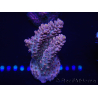 WYSIWYG Acropora 15H5 Mariculture acclimaté led